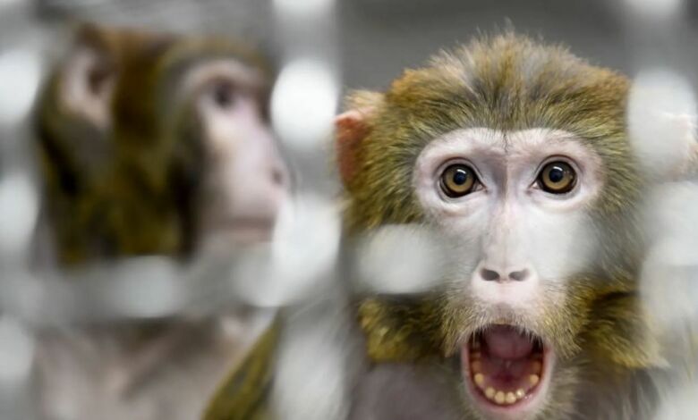 تفشي مرض جدري القردة لا يستدعي إطلاق حملات تلقيح جماعية “منظمة الصحة  العالمية” – صباح أكادير-